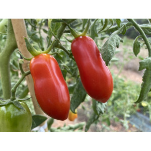 Tomate San Marzano