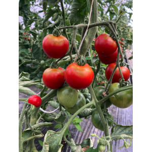 Tomate Précoce de Quimper